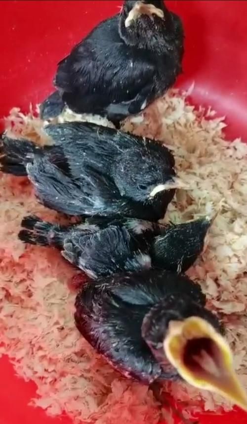 宠物鹦鹉换毛期的饮食要求（了解鹦鹉换毛的重要性，以及饮食对其健康的影响）