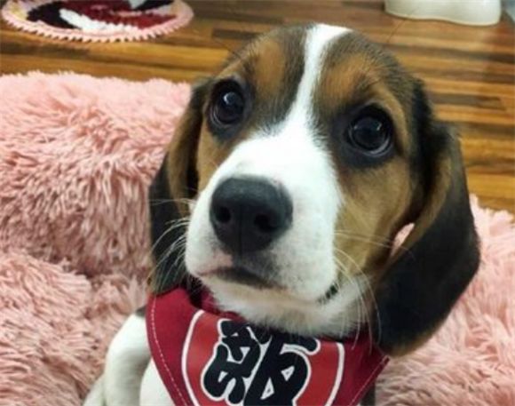 如何照顾换毛期的比格犬？