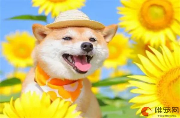 柴犬不能吃什么食物清单