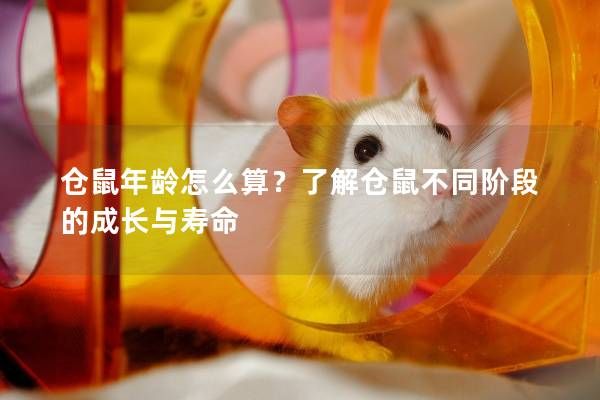 仓鼠年龄怎么算？了解仓鼠不同阶段的成长与寿命