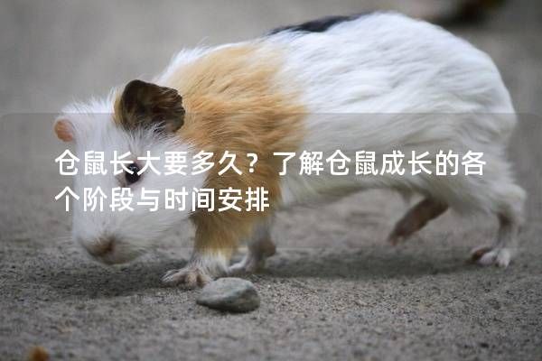 仓鼠长大要多久？了解仓鼠成长的各个阶段与时间安排