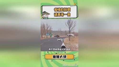 “再也找不到因为我来而翩翩起舞”