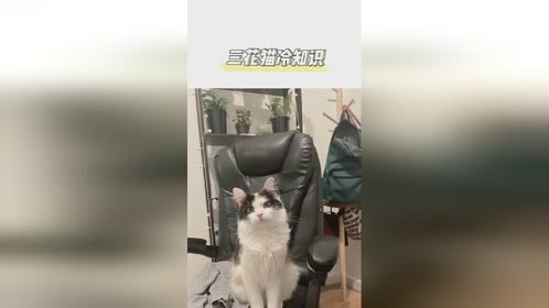 三花猫冷知识，你家猫是这样吗？