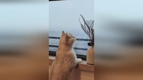  猫咪之间有真友谊吗？ 
