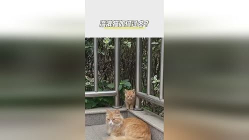 流浪猫如何熬过寒冬