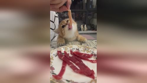 猫咪能吃的人类食物，第二个你绝对想不到 