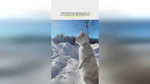 猫咪打喷嚏怎么办？