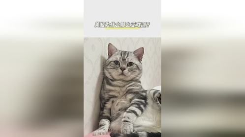  美短猫为什么那么受欢迎？ 