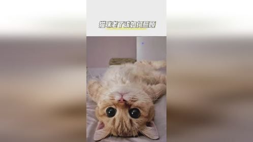  猫咪老了，铲屎官一定要记得换猫粮