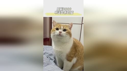 平民养猫注意咯，这三种选择要慎重！