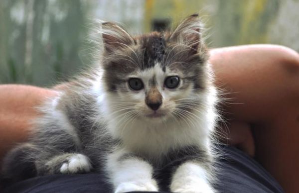 宠物猫,家庭养的小猫