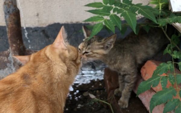 猫是如何理解亲吻的呢？与猫亲近的正确方法