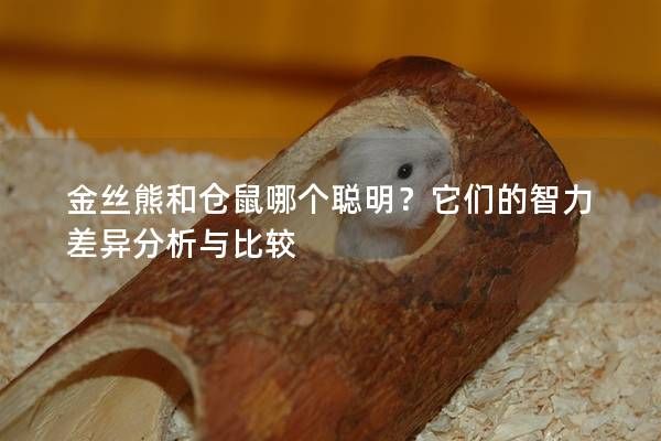 金丝熊和仓鼠哪个聪明？它们的智力差异分析与比较