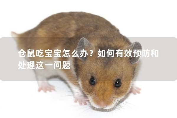 仓鼠吃宝宝怎么办？如何有效预防和处理这一问题