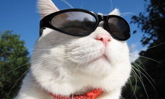 “萌宠推荐！银白龙猫种类大盘点，哪款是你的心头好？”