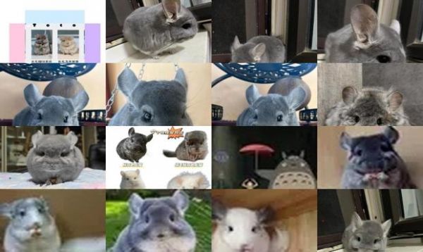 龙猫种类大全