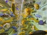 湖州观赏鱼出售 湖州花鸟鱼虫服务优 品质生活从此有
