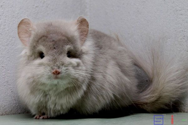 安哥拉龙猫
