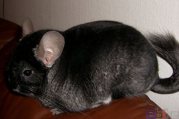 丝绒黑龙猫