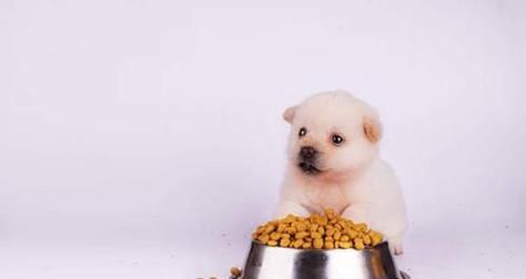 宠物误食狗粮的应急处理方法（如何安全有效地处理宠物误食狗粮）