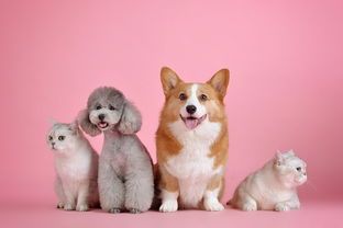猫咪狗狗都适用的牙刷品牌大盘点，宠物口腔护理新选择！