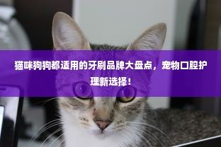 猫咪狗狗都适用的牙刷品牌大盘点，宠物口腔护理新选择！