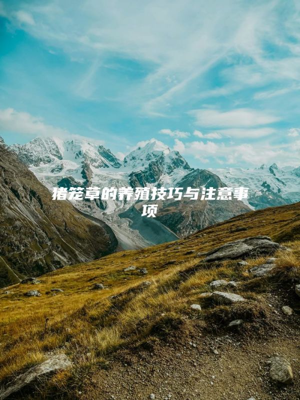 猪笼草的养殖技巧与注意事项