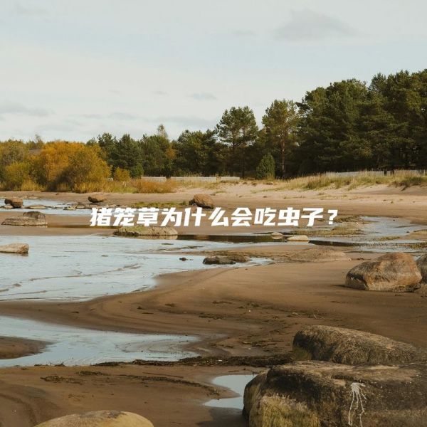 猪笼草为什么会吃虫子？
