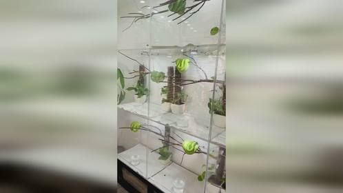 一屋子的#绿树蟒。#爬宠 #异宠 #宠物蛇#玩具蛇关注爬宠界
