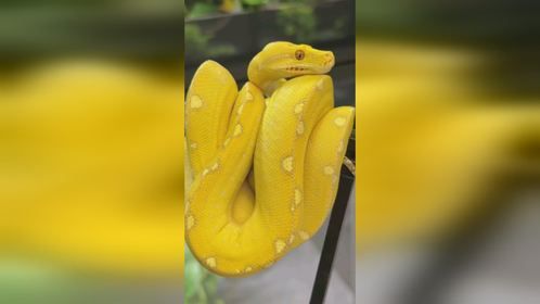 黄色的#绿树蟒 ，#爬宠 #异宠#玩具蛇 #宠物蛇关注爬宠界