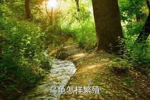 乌龟怎么繁殖，乌龟怎么生小龟的