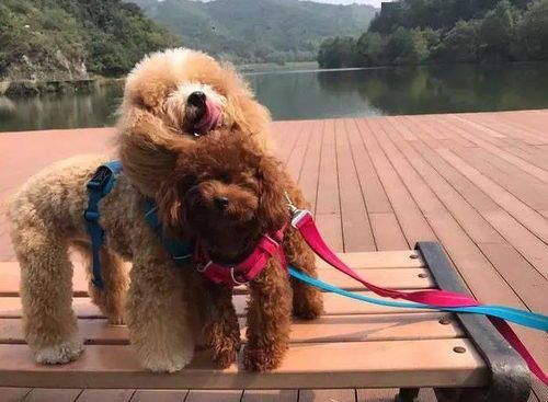 养狗和不养狗哪种人身体免疫力强?