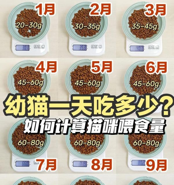 猫经常喂湿粮好吗？长期喂食湿粮对猫咪健康有何影响？