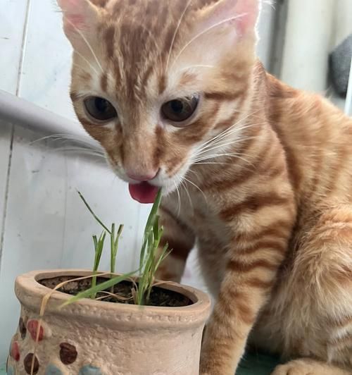 猫咪突然不吃湿粮怎么办？可能的原因是什么？