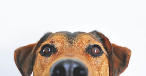 狗