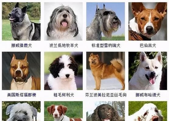 如何判断你家狗是否体重标准？（了解狗狗的标准体重对照，掌握宠物健康管理的关键）