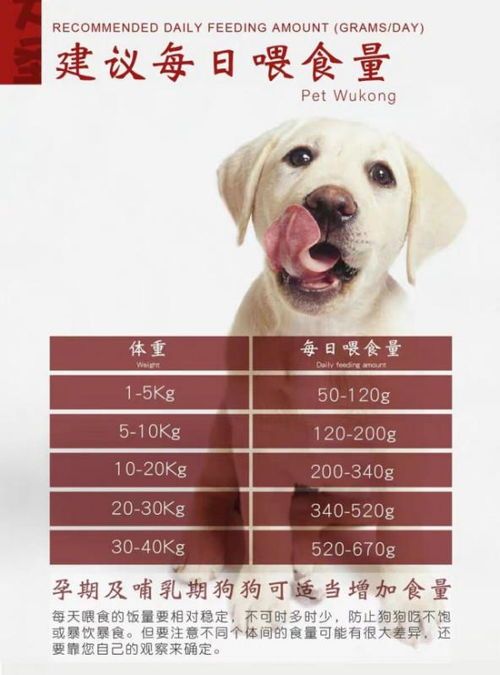 狗粮易致肥，科学喂食控体重