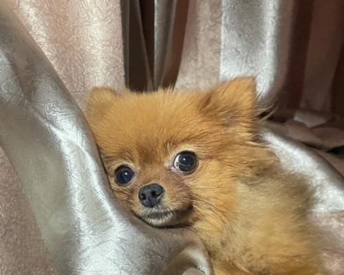 狗狗的标准体重是多少？（探讨狗狗体重的正常范围及管理）
