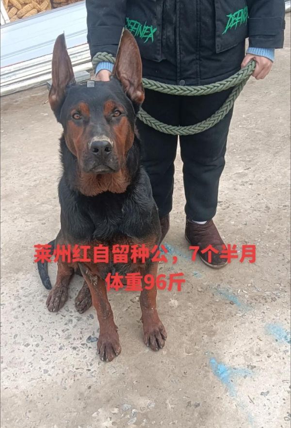 狗狗的标准体重是多少？（探讨狗狗体重的正常范围及管理）