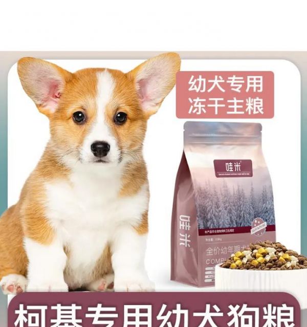 10个月大的柯基一天应该吃几顿狗粮？