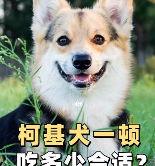 10个月大的柯基一天应该吃几顿狗粮？