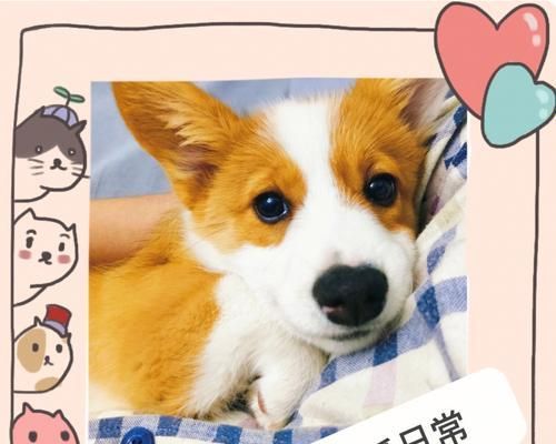 10个月大的柯基一天应该吃几顿狗粮？