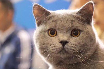 猫咪来自哪个国家，最早饲养猫的国家可能是埃及