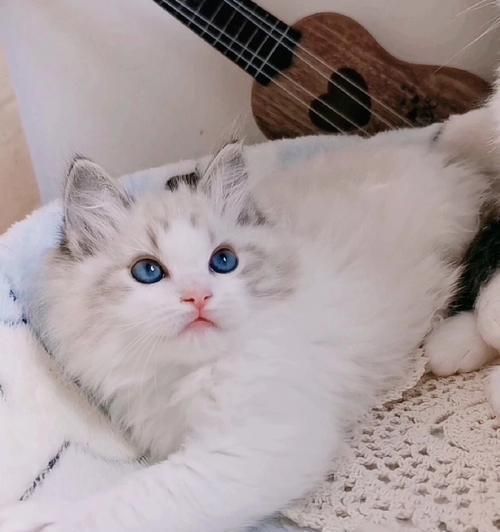 海山布偶猫的无面具之美（以宠物为主）