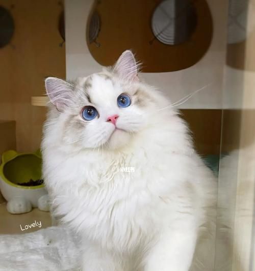 海山布偶猫的无面具之美（以宠物为主）