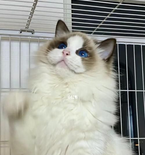 海山布偶猫的无面具之美（以宠物为主）