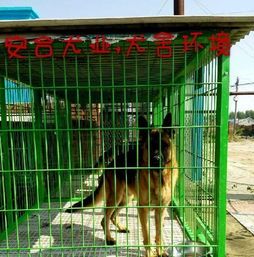 人工授精：纯种犬繁殖新宠
