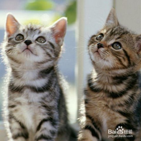 猫咪餐桌，如何让爱宠用餐更舒适？
