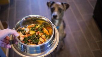 训练宠物餐桌礼仪