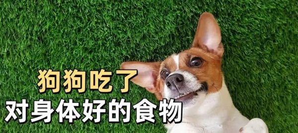 狗狗的营养需求与VC的重要性（揭秘狗狗食谱中VC的秘密，让你的宠物更健康）